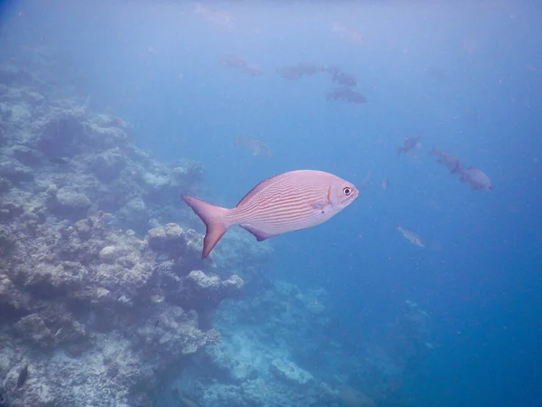 热带水底生物的壮观景观 — 图库照片