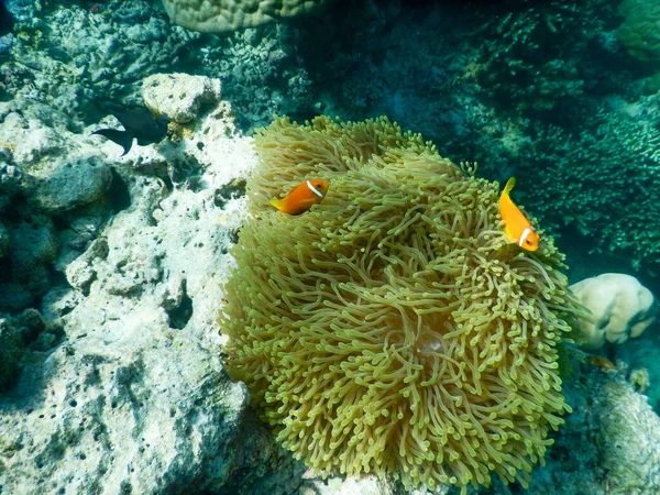 Vues Spectaculaires Sur Vie Sous Marine Tropicale — Photo