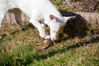 Biftek yiyen Jack Russell avcısının doğuştan gelen içgüdüsü.