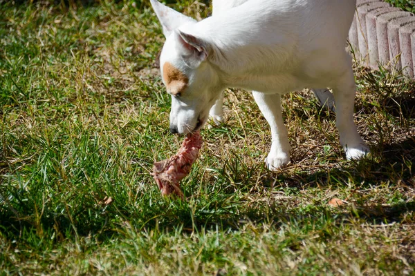 Jack Russell Vadász Veleszületett Ösztöne Aki Steak Csontot Eszik — Stock Fotó