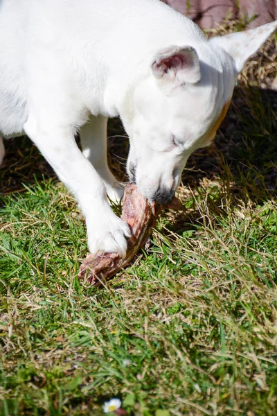 Innate Instinct Jack Russell Hunter Who Eats Steak Bone — Stock Photo, Image