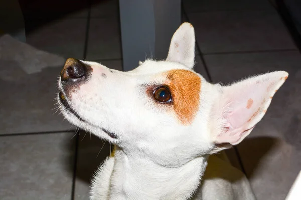 jack Russell  dog free spirit wait for food