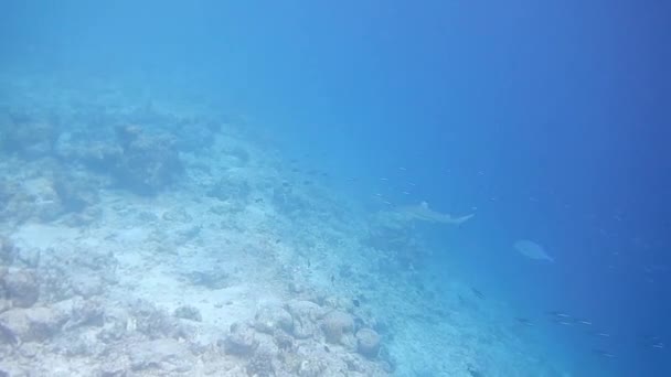 Corail Récif Nourrice Requins Près Rivage Recherche Nourriture — Video