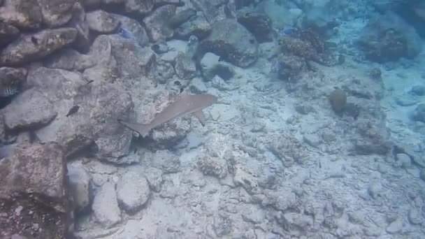 Arrecife Coral Arrecife Coral Enfermera Tiburones Cerca Costa Busca Alimentos — Vídeos de Stock