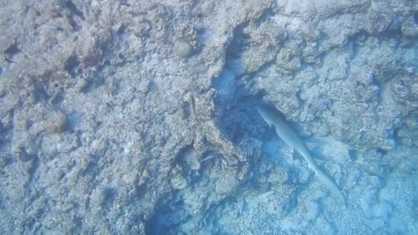 海岸近くのサンゴ礁サンゴ礁の看護師サメが食料を求めて海岸近くの食料看護師サメを探します — ストック動画