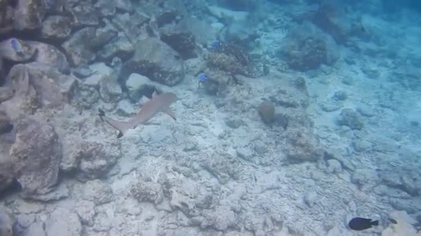 珊瑚礁在近岸护养鲨鱼 在近岸护养鲨鱼 寻找食物 — 图库视频影像