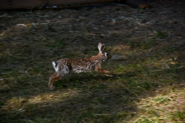 Tavşanlar Ormanda Fıstık Ararken Mutlu Bir Şekilde Koşuyorlar — Stok fotoğraf