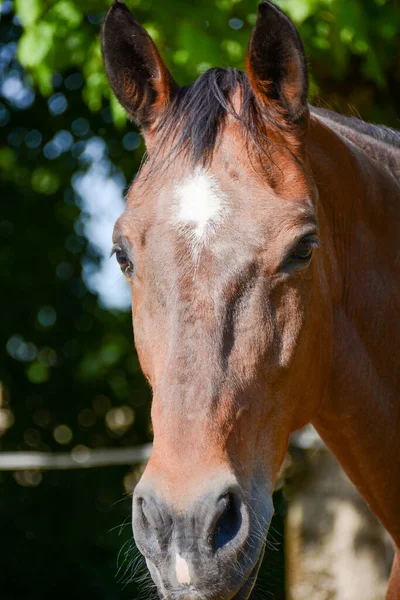 Divoký Kůň Zaprášený Během Jemného Krocení — Stock fotografie