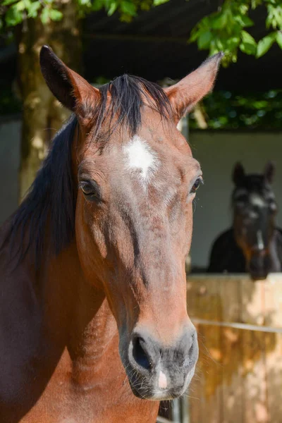 Wild Paard Stoffig Tijdens Zacht Temmen — Stockfoto