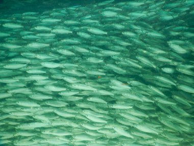 Tropikal sualtı yaşamının muhteşem manzarası