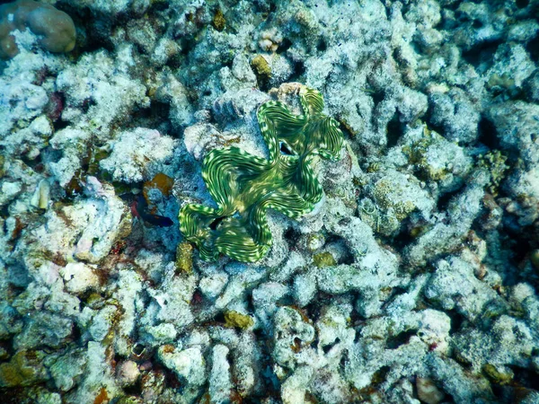 Muschelschale Die Aufgrund Ihrer Drei Falten Als Trinacria Bekannt Ist — Stockfoto