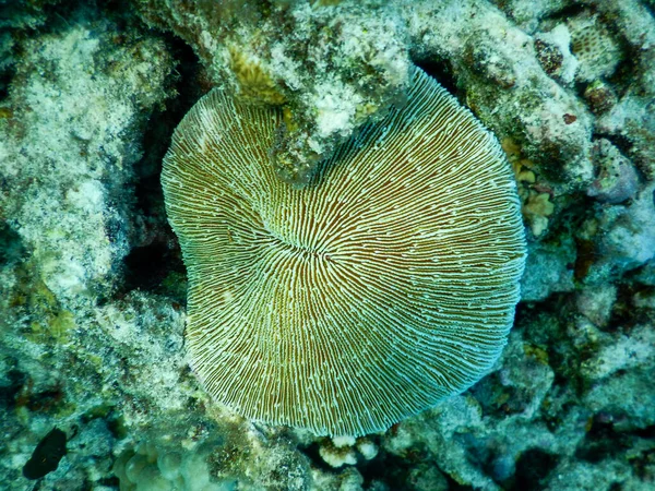 View Coral Grown Coral Reef — Stock Photo, Image