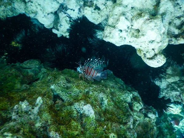 Scorfano Agguato Burrone Tra Rocce — Foto Stock