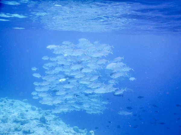 Захватывающий Вид Тропическую Подводную Жизнь — стоковое фото