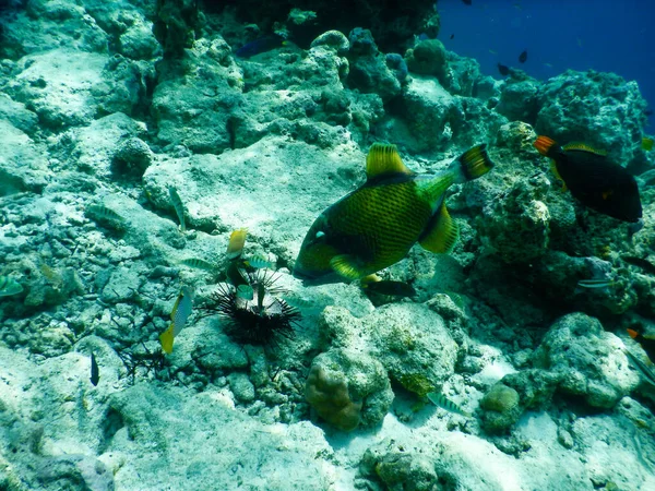 热带水底生物的壮观景观 — 图库照片