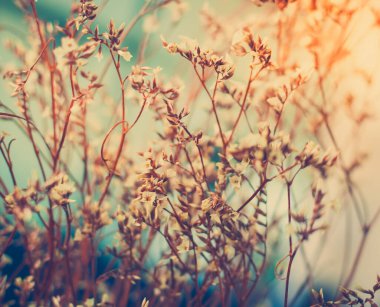 Vintage Fotoğraf günbatımı vahşi çiçekler