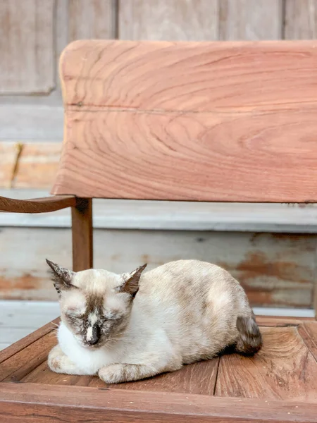 Мила маленька кішка сидить у дерев'яному кріслі . — стокове фото