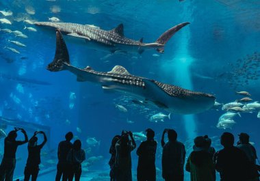 Okinawa Churaumi Akvaryumu 'nda insan siluetleri ve dev balina köpekbalığı fantezisi.