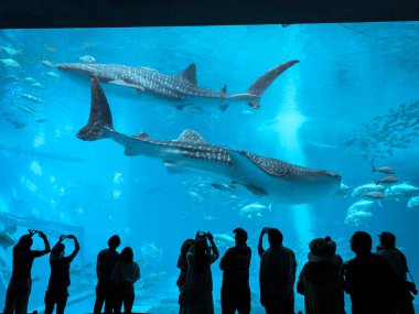 Okinawa, Japonya - 19 Mayıs - 19 Mayıs 'ta dünyanın en büyük akvaryum penceresine sahip deniz yaşam parkı. 2019.