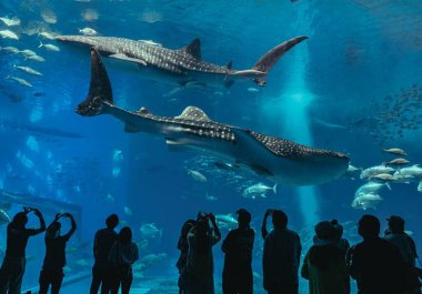 Okinawa, Japonya - 19 Mayıs - 19 Mayıs 'ta dünyanın en büyük akvaryum penceresine sahip deniz yaşam parkı. 2019.