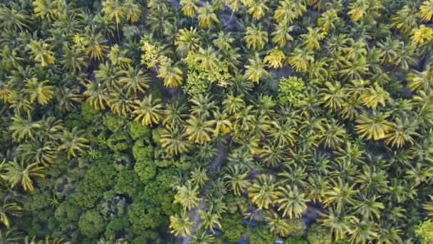 Pemandangan udara dari peternakan kelapa. pohon kelapa hijau rapi selaras. — Stok Video