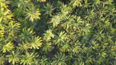 Hindistan cevizi çiftliğinin havadan görünüşü. Yeşil hindistan cevizi ağaçları düzgün hizalanmış..