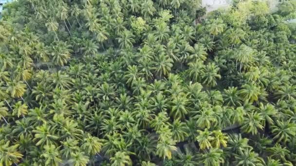 Aerial view of coconut farm. green coconut trees neatly aligned. — Stock Video