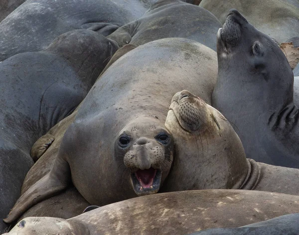 Northern Elephant Seal Mirounga Angustirostris One Two Species Elephant Seal — Stock Photo, Image