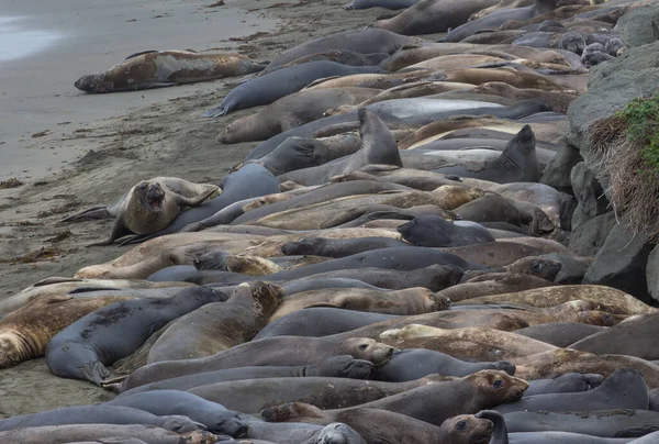 The northern elephant seal (Mirounga angustirostris) is one of two species of elephant seal (the other is the southern elephant seal). on the coast of California, the Big Sur