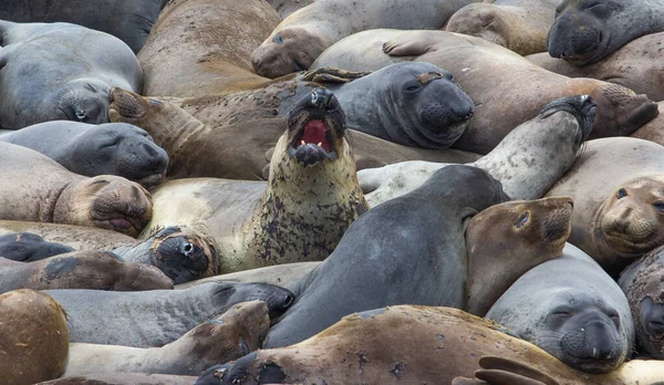 The northern elephant seal (Mirounga angustirostris) is one of two species of elephant seal (the other is the southern elephant seal). on the coast of California, the Big Sur