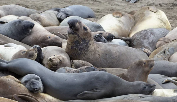 Kuzey fili fok (Mirounga angustirostris), deniz filinin iki türünden biridir. Kaliforniya kıyılarında, Big Sur