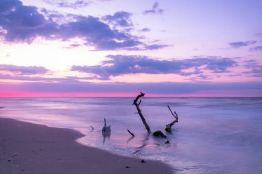 Gündoğumu ışığı ve ölü ağaçlar Ukrayna 'nın Odessa bölgesinde Karadeniz kıyısında dalgalanır.