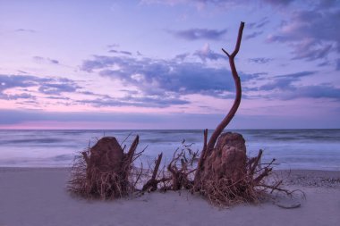 Güneş ışığı ve ölü ağaçlar ve onların kökleri Ukrayna 'nın Odessa bölgesindeki Karadeniz' deki deniz dalgalarında kıyıda.