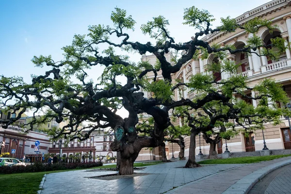 Japán Sophora Tavasszal Közel Operaház Odessa Ukrajna — Stock Fotó