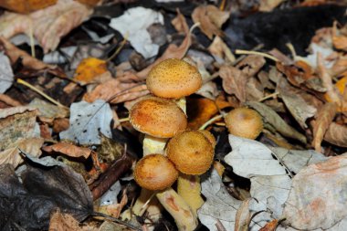 Tatlım mantar - Armillaria ostoyea