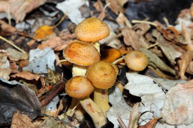 Tatlım mantar - Armillaria ostoyea