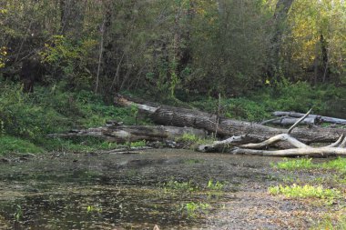 Yeşil ormanda bataklık