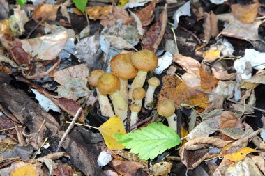 Tatlım mantar - Armillaria ostoyea