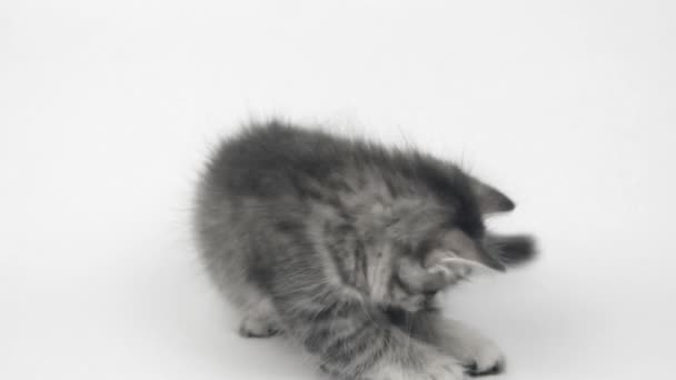 Gray British kitten on white background — Stock Video