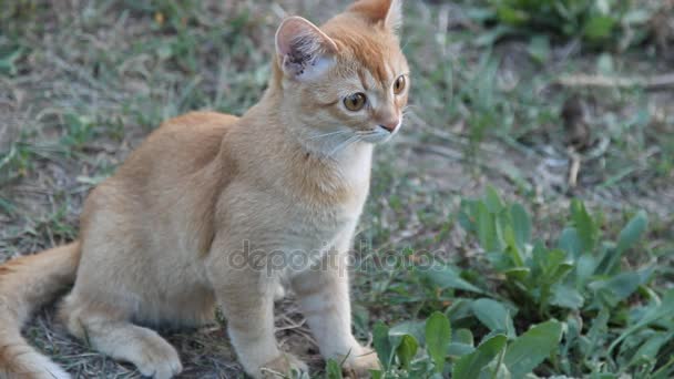 Beautiful red cat sitting on green grass — Stock Video