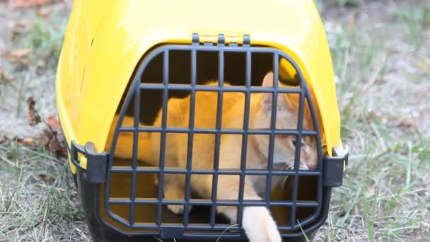 Rote Katze sitzt in gelbem Tiertransporter für Tiere — Stockvideo