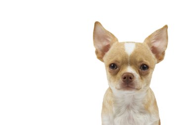 beyaz zemin üzerine kırmızı saçlı Chihuahua