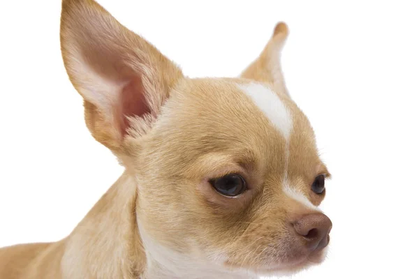 Rödhåriga Chihuahua på vit bakgrund — Stockfoto