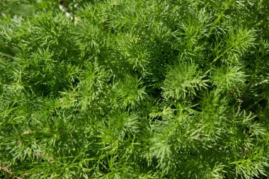 doku arka plan parlak yeşil çimen