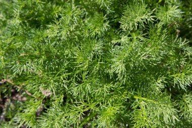 doku arka plan parlak yeşil çimen