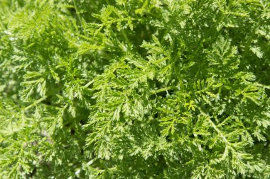 doku arka plan parlak yeşil çimen