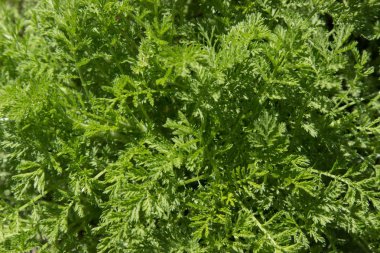 doku arka plan parlak yeşil çimen