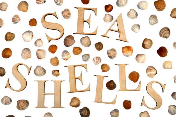 Beyaz Arka Planda Deniz Kabukları Tahta Harflerle Yazılmış Deniz Kabukları — Stok fotoğraf