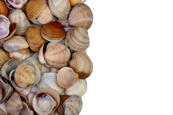 Seashells Isolato Uno Sfondo Bianco Situato Sul Lato Destro Dello — Foto Stock