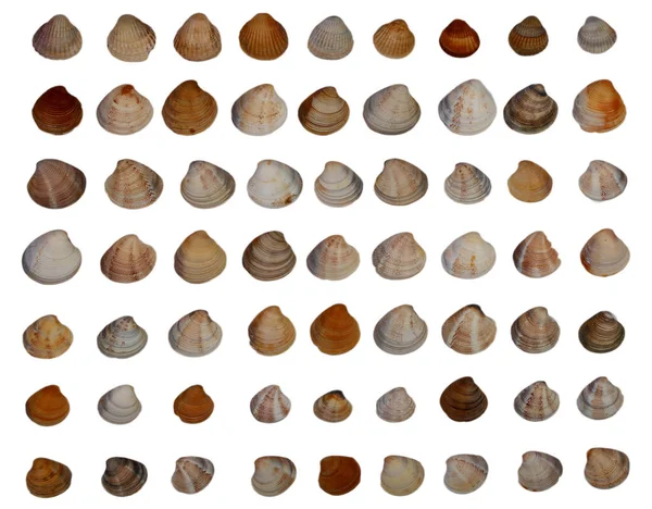 Set Different Sea Shells White Background — Stock Photo, Image